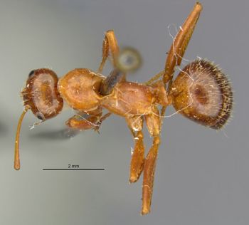 Media type: image;   Entomology 30826 Aspect: habitus dorsal